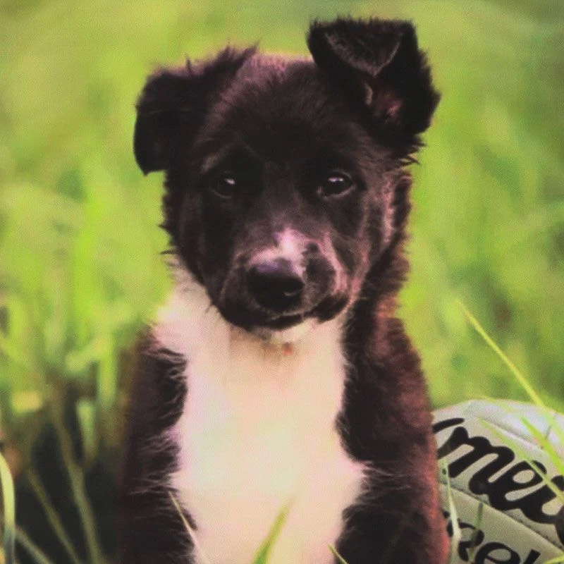 Women's Melan Collie Ploughing Championships Jersey - Image 4