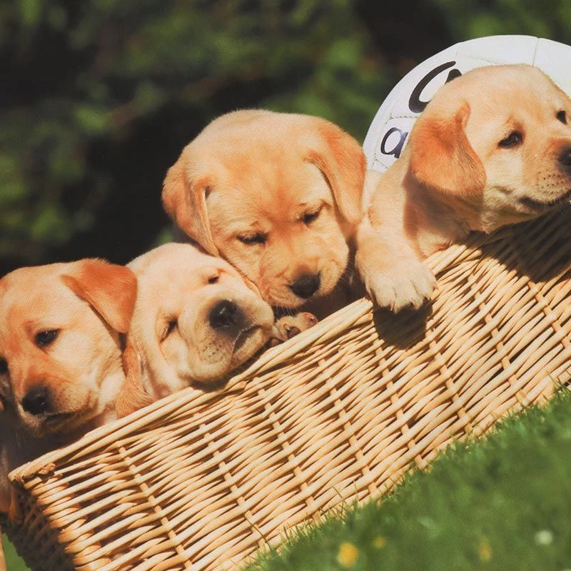 Kids' Golden Girls Ploughing Championships Jersey - Image 3